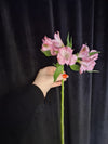 Alstroemeria roz naturală, floare delicată pentru buchete romantice și aranjamente florale realizate manual.