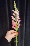 Antirrhinum roz natural, floare cu aspect vertical și delicat, perfectă pentru aranjamente florale rafinate.