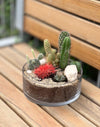 Terrarium with Cacti in a Transparent Pot