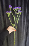 Limonium mov