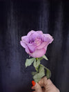 Trandafir mov