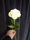 Trandafir Mondial alb ivoar, clasic și rafinat, perfect pentru nunți, evenimente speciale și cadouri elegante.