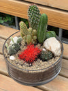 Terrarium with Cacti in a Transparent Pot