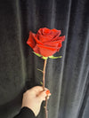 Trandafir roșu premium la fir, ideal pentru cadouri speciale, buchete florale și decoruri rafinate.
